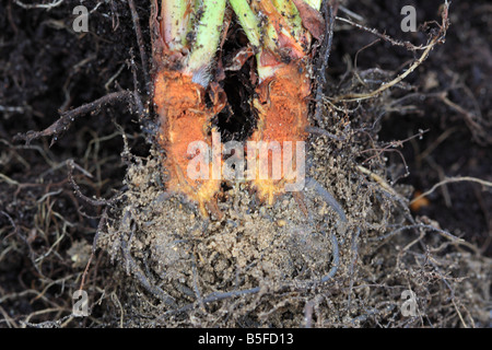 STRAWBERRY CROWN ROT Phytophthora cactorum SECTION THROUGH INFECTED PLANT SHOWING EXTENSIVE ROT Stock Photo