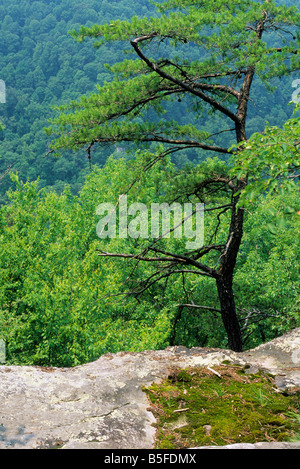 Breaks Interstate Park, VA-KY; Summer view over canyon formed by Russell Fork, toward outcropping cliffs Stock Photo