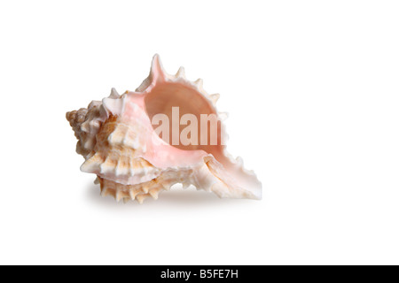 Shell cutout on white background Stock Photo