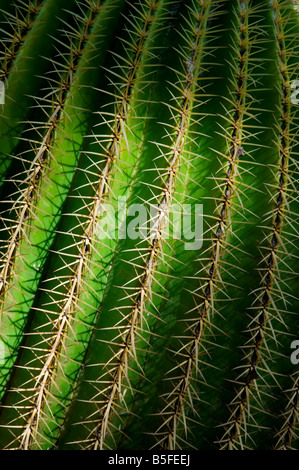 CACTUS SPINES Close view on Golden Barrel Cactus (Echinocactus grusonii) glancing sunlight shaft, prickly spines Palmitos Park Gran Canaria Spain Stock Photo