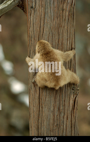 Japanese macaque or snow monkey Macaca fuscata climbing tree series 1 of 3 Stock Photo