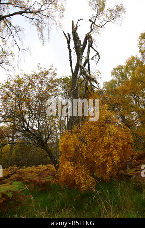 tree trunks blown down by the wind Stock Photo - Alamy