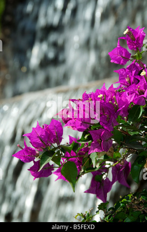 Lush Bougainvillea Palmitos Park  in front of a sunny garden feature waterfall Gran Canaria Stock Photo