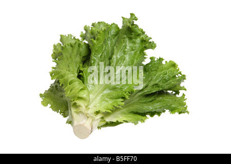 Leaf lettuce cutout on white background Stock Photo