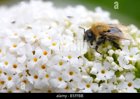 Common carder bee (Bombus pascuorum) feeding on white Buddleia davidii Stock Photo