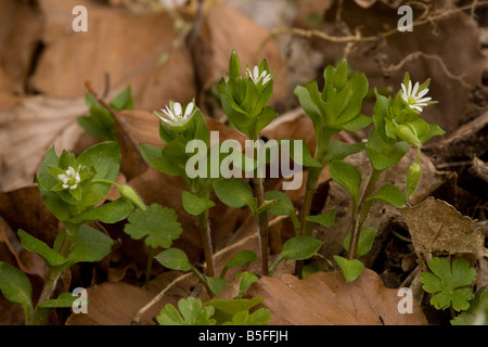 Common chickweed Stellaria media Stock Photo