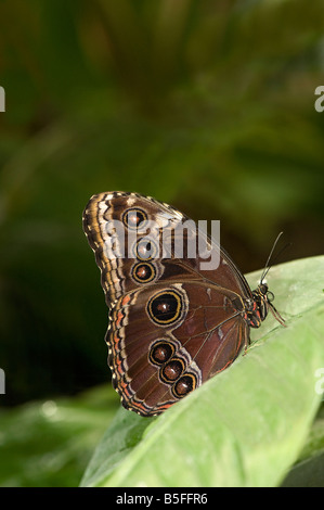 Underside of blue morpho butterfly Morpho peleides with eye spots Stock Photo