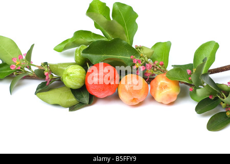 Acerola fruits, flowers and leaves Stock Photo