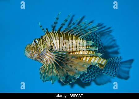 A single Lionfish swimming in a water tank at the aquarium in Roanoke North Carolina USA Stock Photo