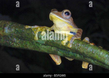 Rhacophorus cf rhodogaster, A species of Gliding frog. Stock Photo