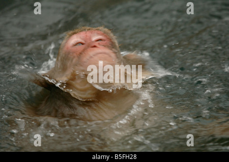 Japanese macaque Macaca fuscata shaking off water on emerging from hot pool in Jigokudani monkey park Japan Stock Photo
