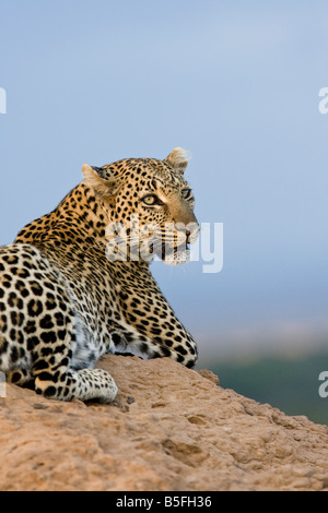 Portrait of female leopard on termite mound at sunset Stock Photo