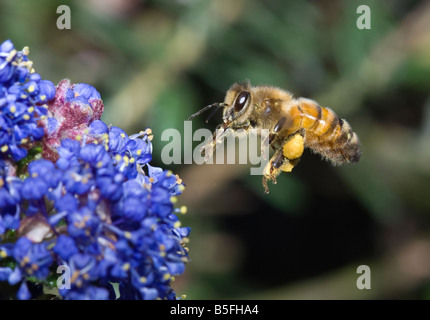 Macro shot of Bee approaching bush Stock Photo