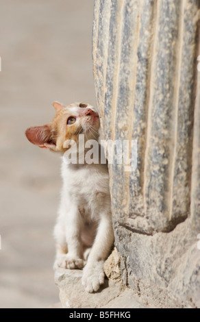 A stray red white kitten sits at the base of a large stone column and peers upwards along the column Stock Photo