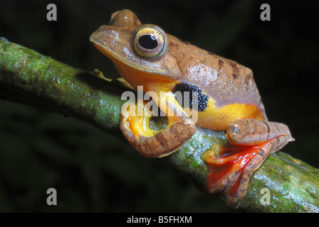 Rhacophorus cf rhodogaster. A species of Gliding frog. Stock Photo