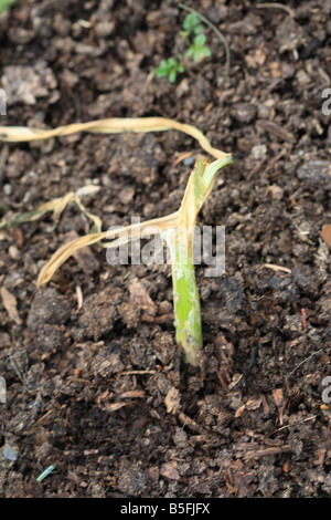 ONION WHITE ROT Sclerotium cepivorum FIRST SYMPTOMS ARE WHEN THE PLANT STARTS TO DIE BACK Stock Photo