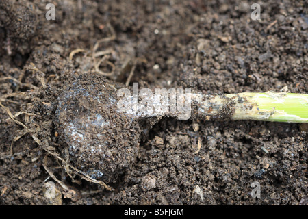 ONION WHITE ROT Sclerotium cepivorum SHOWING SIGNS OF ROT ON THE BULB Stock Photo