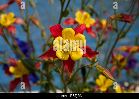 Red and yellow hybrid columbines bloom in late April at Longwood Gardens in Kennett Square, Pennsylvania. Stock Photo
