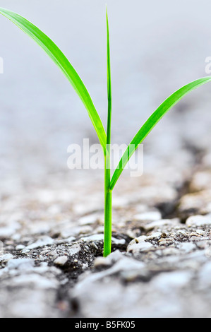 Green grass growing from crack in old asphalt pavement Stock Photo