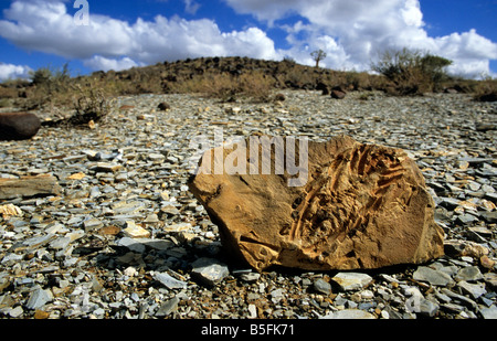 Fossil Mesosaurus tenuidens Karoo dolerite Farm Spitzkoppe Namibia Stock Photo