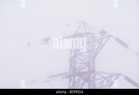 Cormorants perched on electricity pylon cables airing their wings in a heavy mist beside the River Nene, Peterborough, England Stock Photo