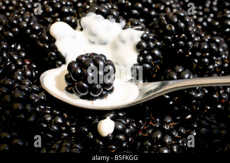 Fresh wild blackberries and spoon of cream in Kent Stock Photo
