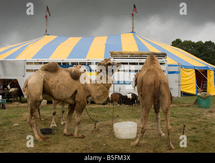 Camels in front of a circus tent Stock Photo