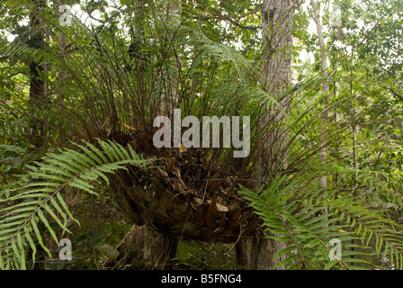 A tree fern in the Daintree Rainforest Australia Stock Photo