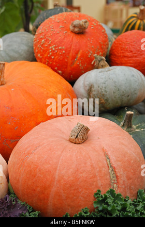 Pumpkins on Display in Pumpkin Patch Stock Photo - Alamy