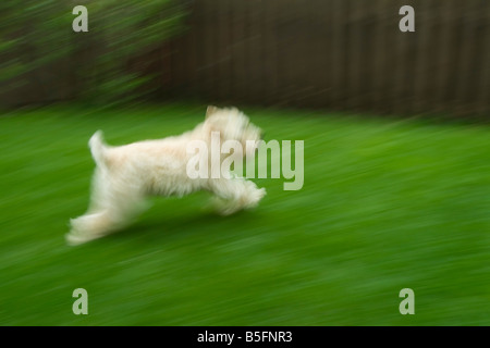 Soft Coated Wheaten Terrier dog running and motion blurred Stock Photo