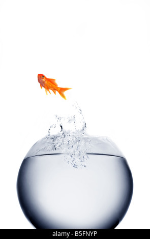 goldfish jumping out of the water Stock Photo