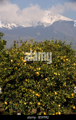 Lemons growing below the snows of Mount Etna Sicily Stock Photo