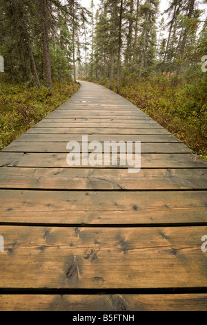 The Boardwalk along the Spruce Bog Trail, Algonquin Provincial Park, Ontario, Canada Stock Photo