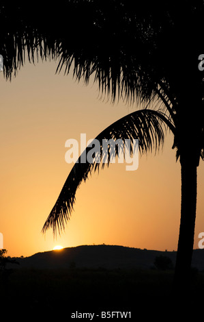 Coconut Tree silhouette shape against sunrise over a hill in the indian countryside. Puttaparthi, Andhra Pradesh, India Stock Photo