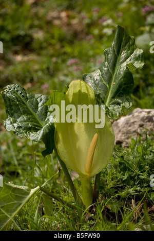 Large Lord's and Ladies Arum italicum uncommon plant in UK Stock Photo