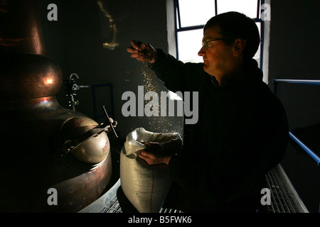 Anthony Wills feels the barley prior to production starting at the Kilchoman Distillery  on the island of Islay Stock Photo