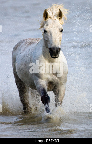 Camargue horses running on marshland to cross the river France Stock Photo