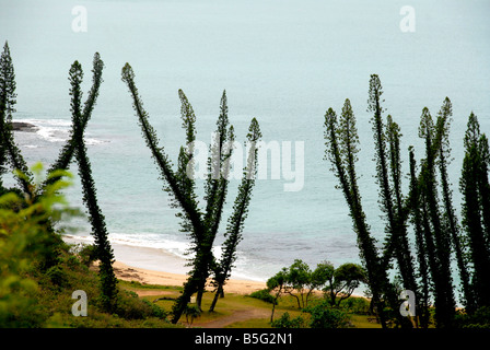 Tortoses bay New Caledonia Stock Photo