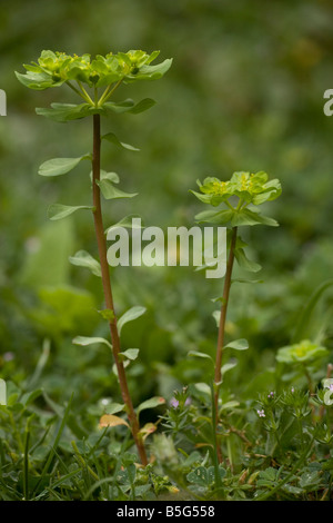 Sun spurge Euphorbia helioscopia common weed in UK Stock Photo