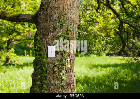 A light switch on a tree trunk in a forest Park like setting on a sunny day Stock Photo