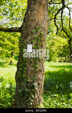 A light switch on a tree trunk in a forest Park like setting on a sunny day Stock Photo