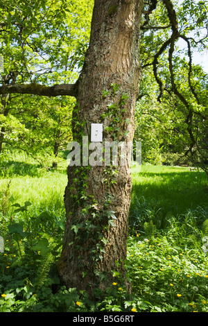 A tree with a light switch on it outdoors in a park forest setting Stock Photo