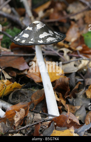 Magpie inkcap, coprinus picaceus Stock Photo