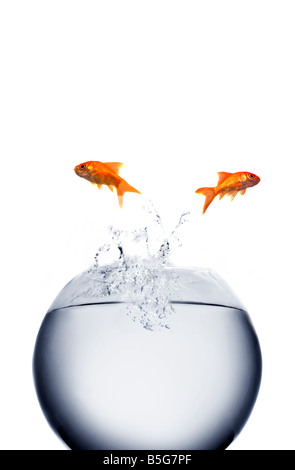 goldfish jumping out of the water Stock Photo