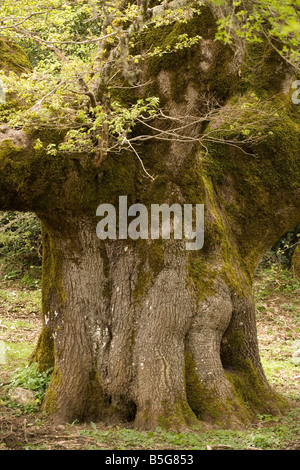 Ancient 600 year old Sessile Oak Quercus petraea in the mountains of Sicily Stock Photo