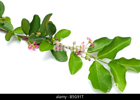 Acerola flowers and leaves Stock Photo