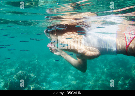Underwater picture of a female tourist swimming with a snorkel mask above shallow coral past a shoal of fish. Stock Photo