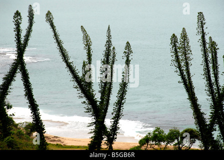 Tortoses bay New Caledonia Stock Photo