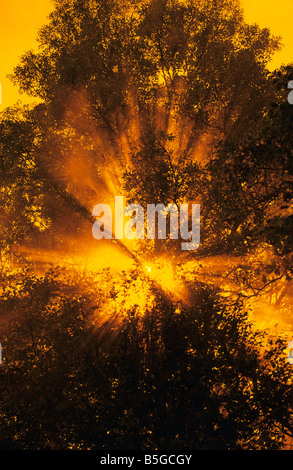 Tree silhouetted by sun and bonfire smoke (enhanced using orange filter). Stock Photo