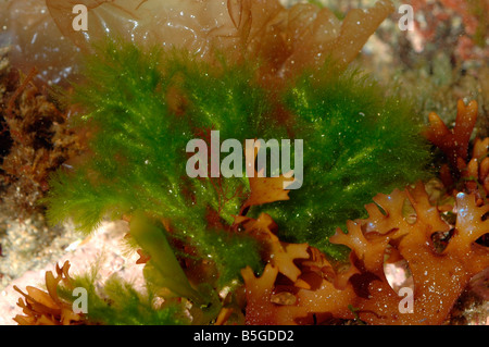 SPONGOMORPHA ARCTA A green seaweed in a rockpool UK Stock Photo